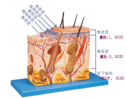 皮肤结构图.png