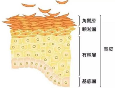 皮肤结构图2.png